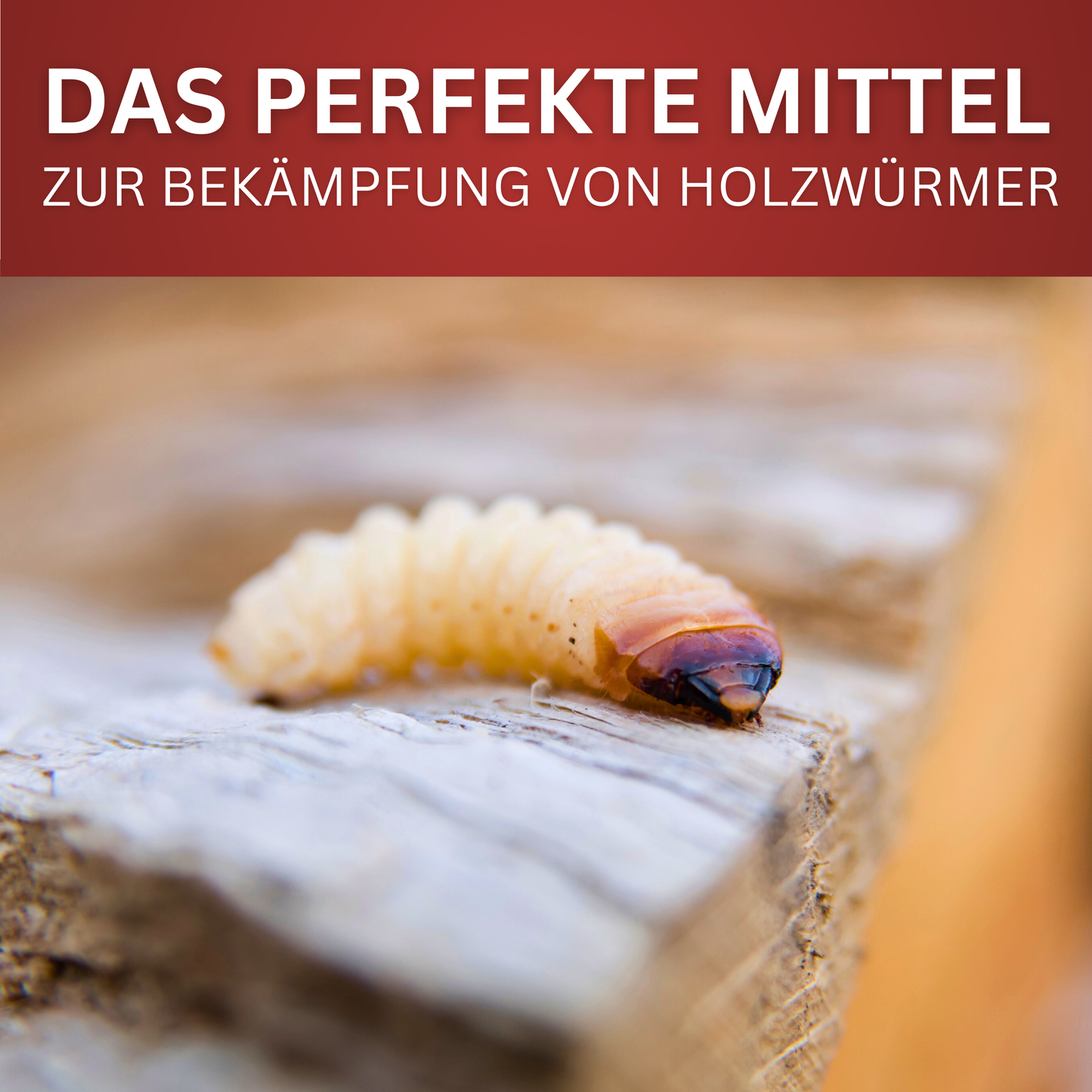 Holzwurm-Spray