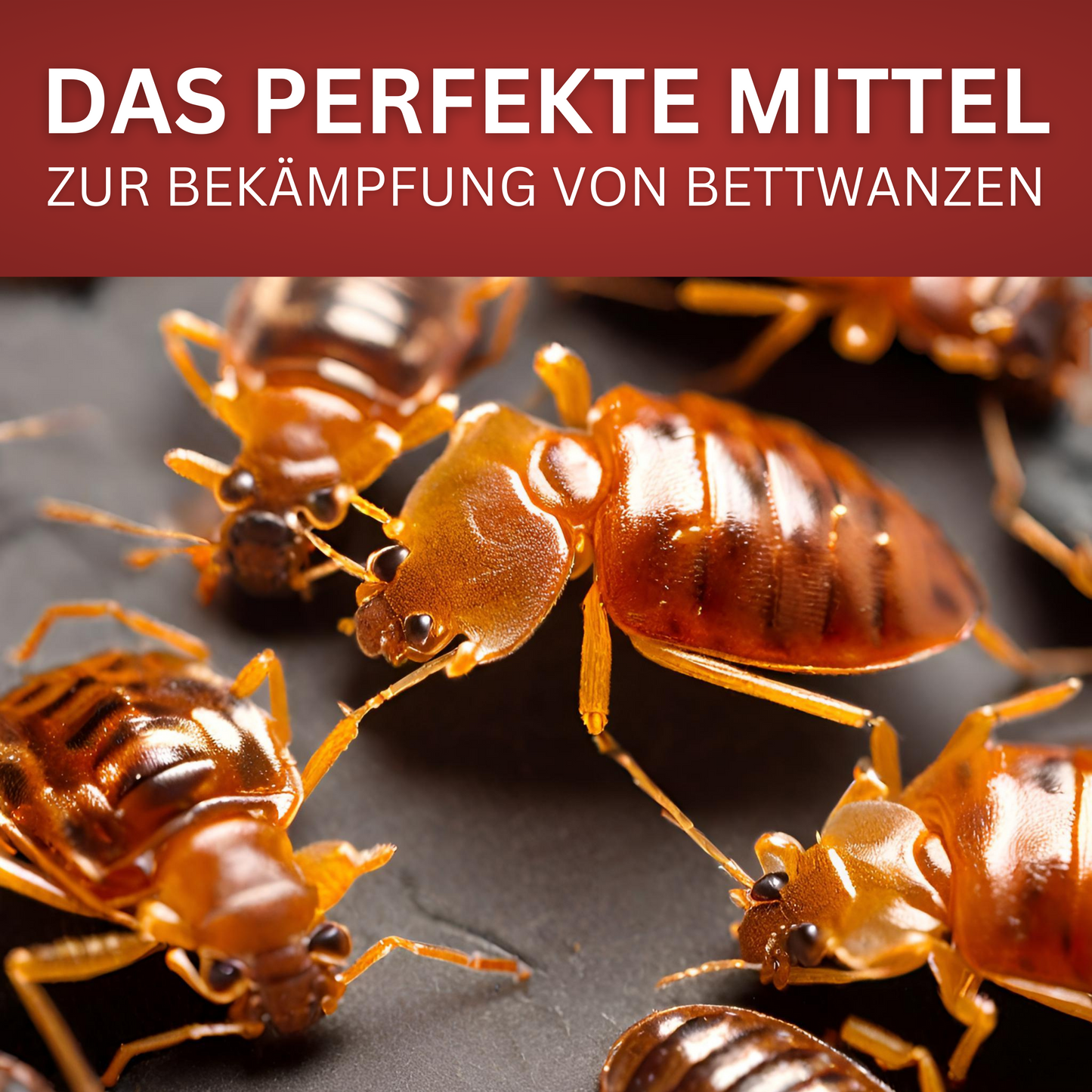 Bettwanzen-Spray