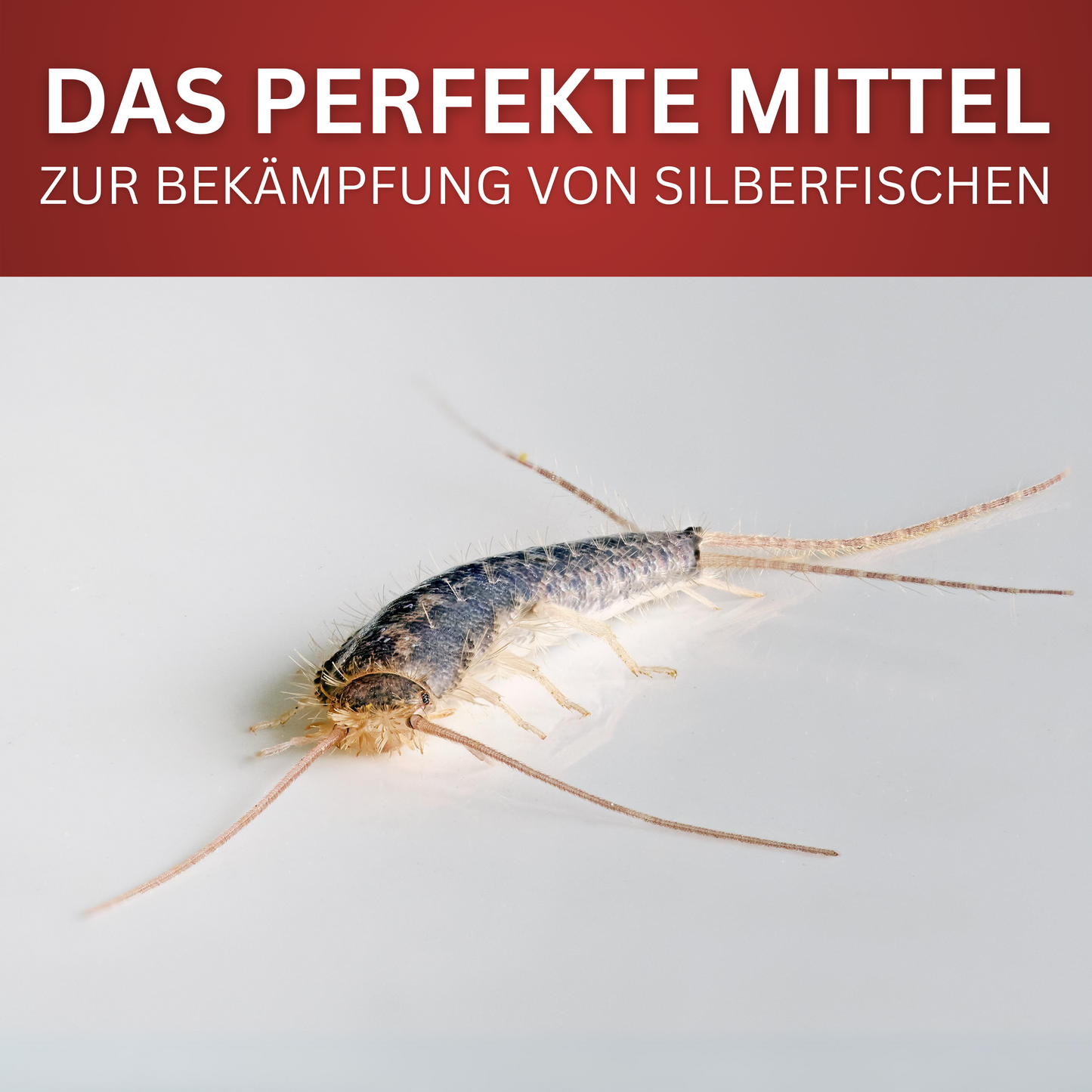 Silberfisch-Spray