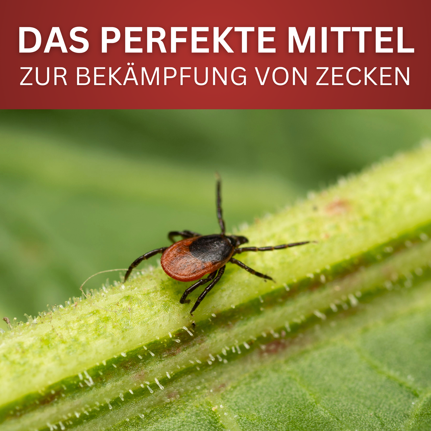 Zecken-Spray