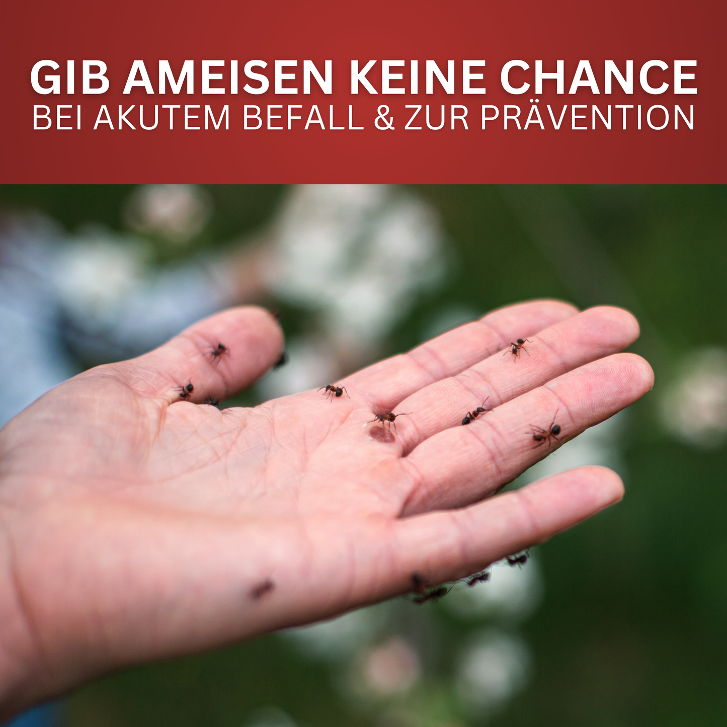 Ameisen-Spray