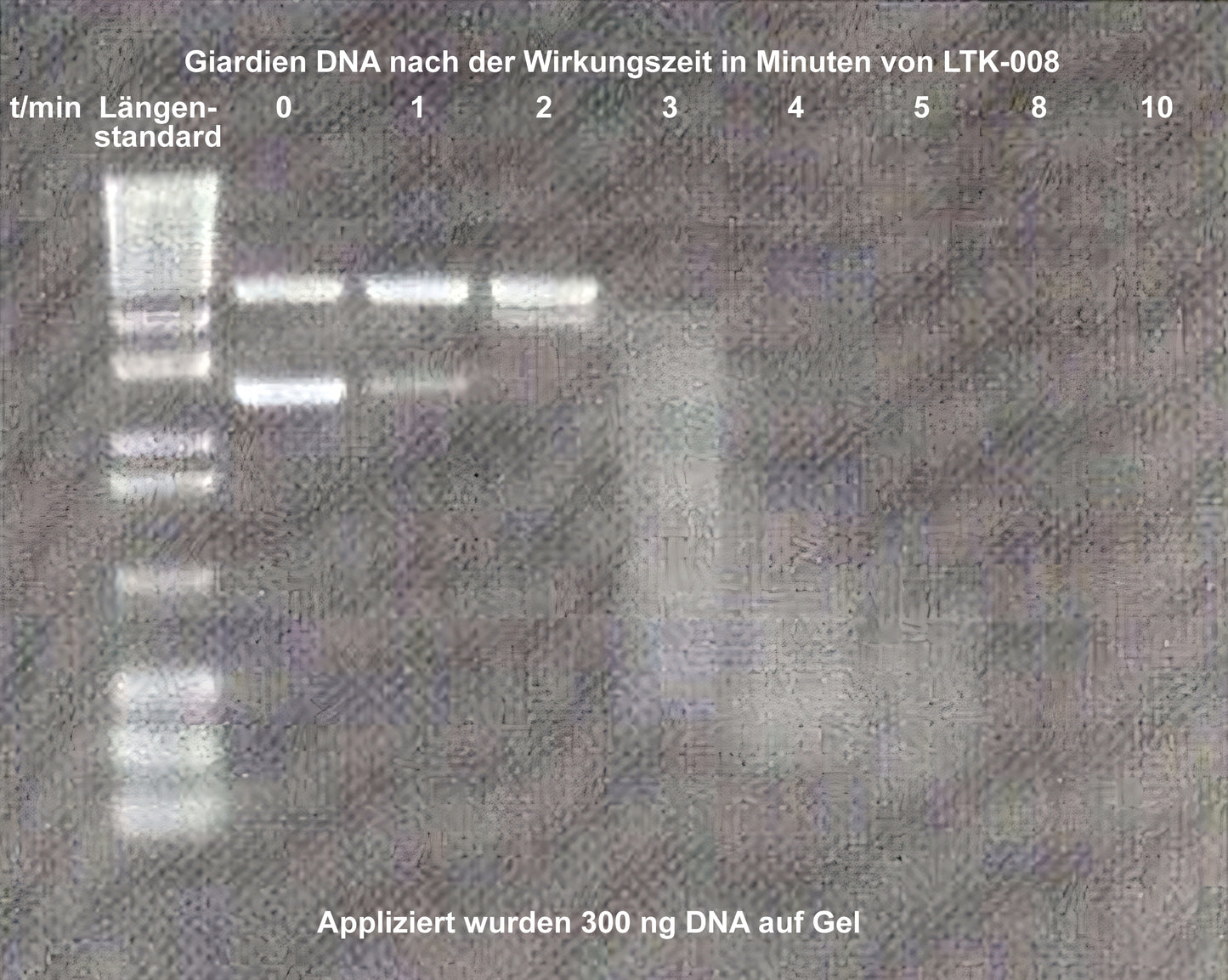 Giardien Spray und Wischkonzentrat