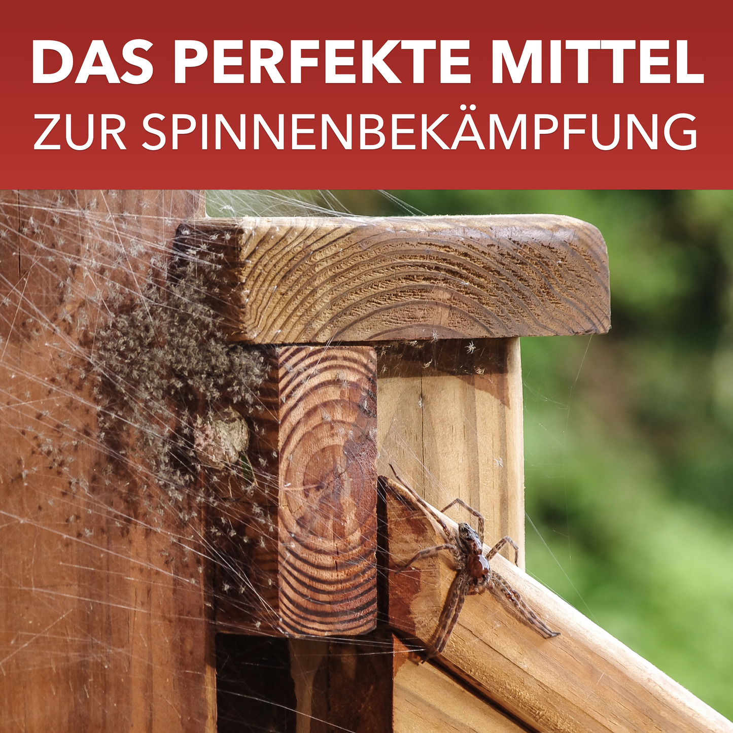 Spinnen-Spray